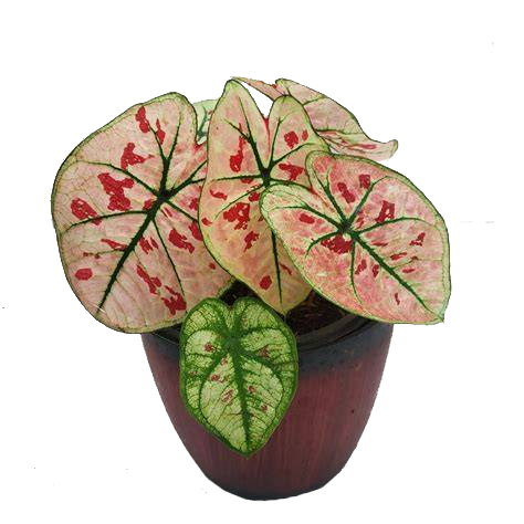 Caladium 'Strawberry Pink'