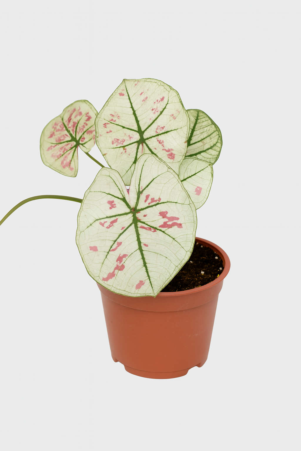 Caladium 'Strawberry Star White'