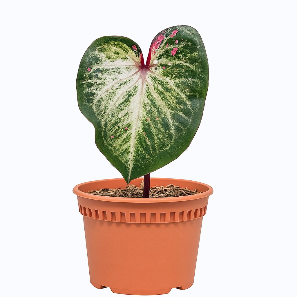 Caladium 'Tapestry USA'