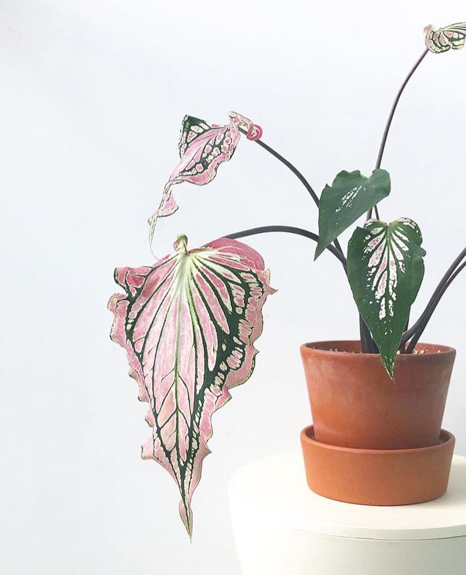 Caladium 'Thai'