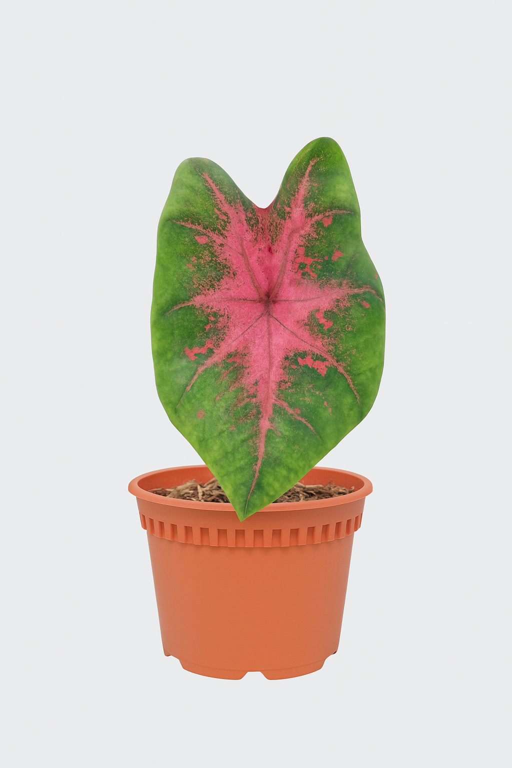 Caladium 'US Party Punch'
