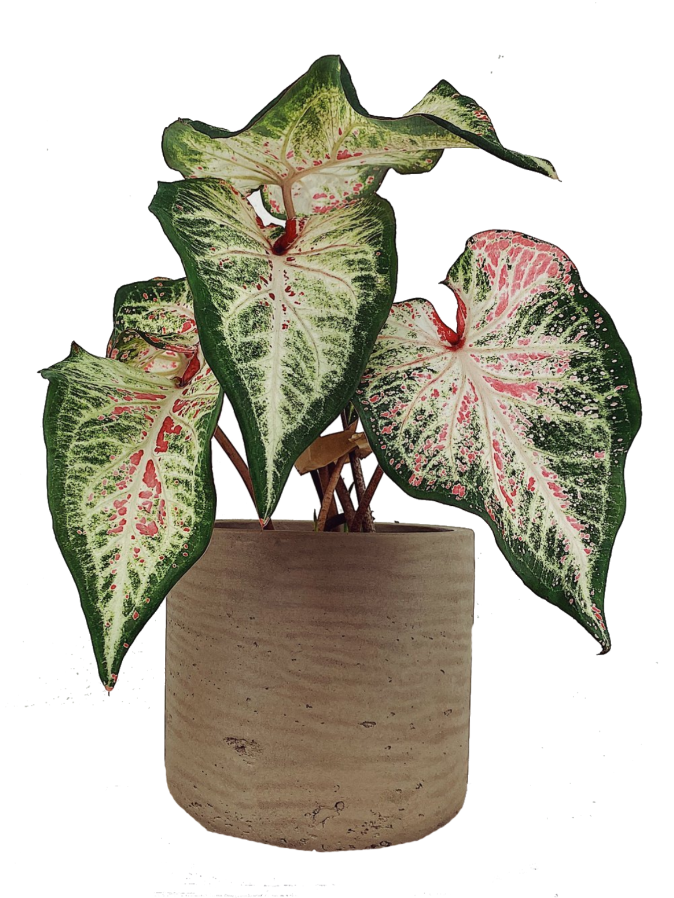 Caladium 'US Peppermint'