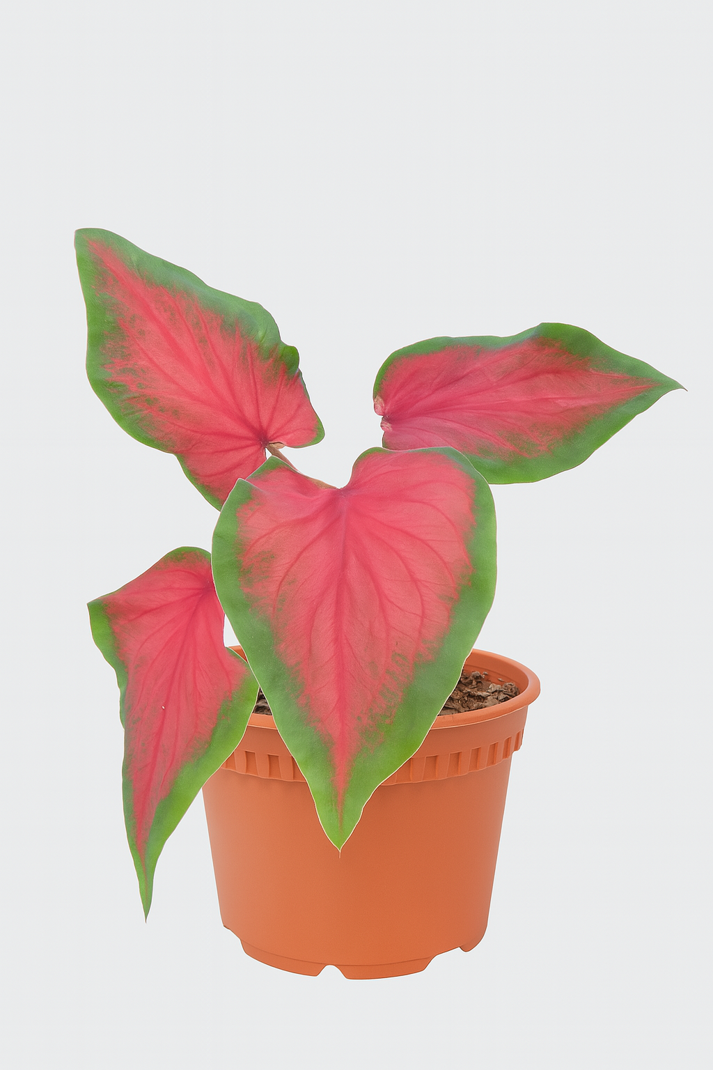 Caladium 'US Red Ruffles'