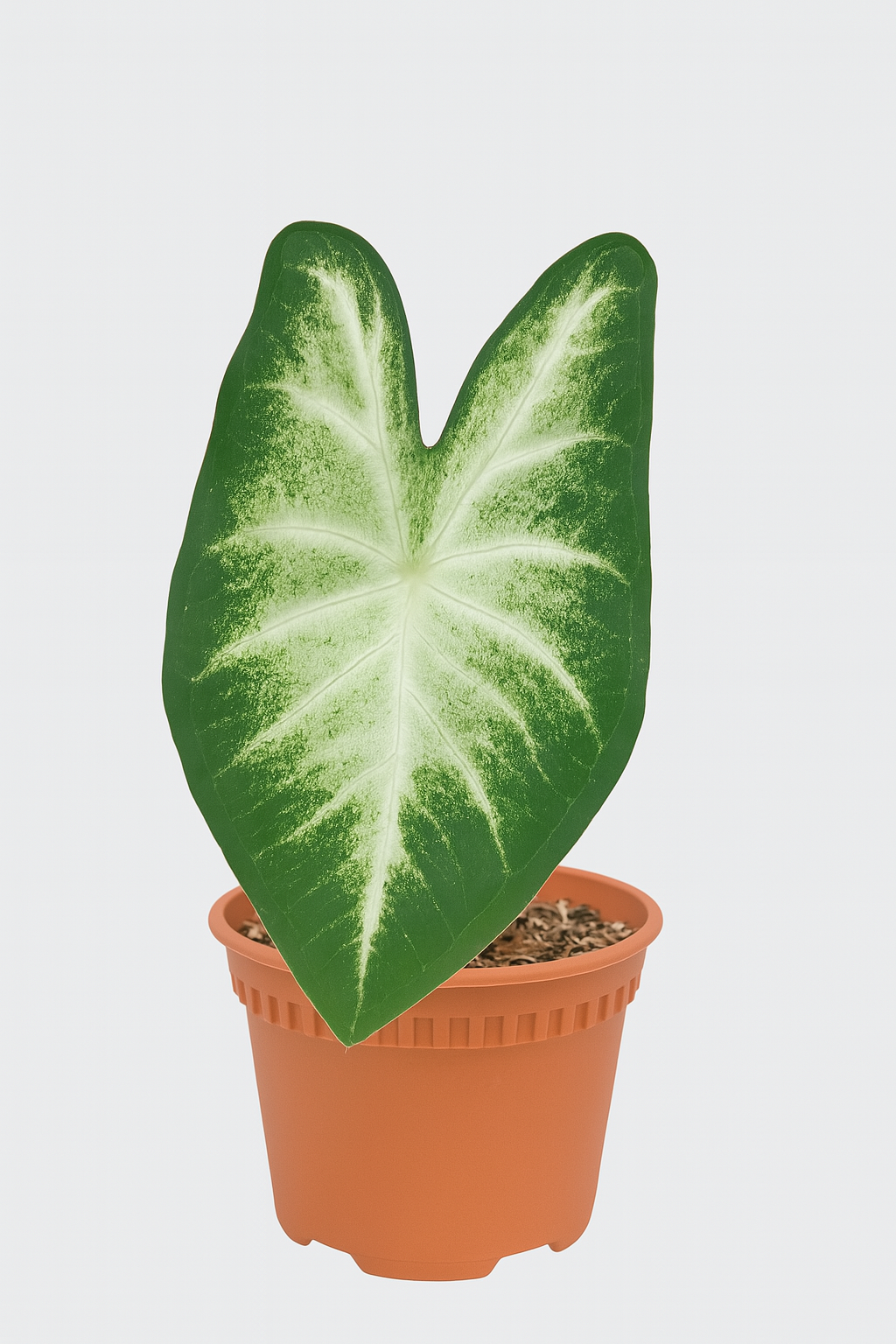 Caladium 'US White Edge'