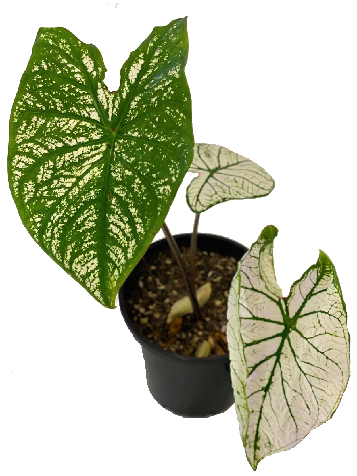 Caladium 'White Christmas'