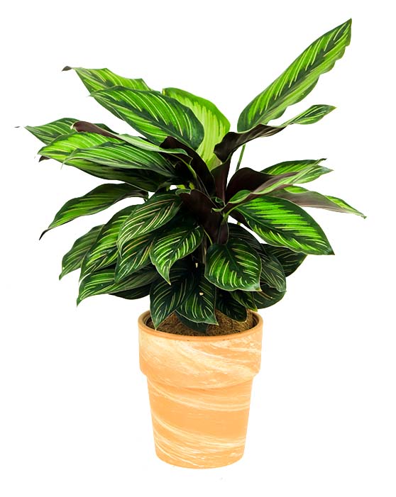 Calathea 'Beauty Star'
