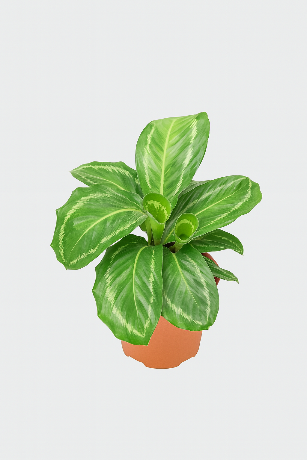 Calathea 'Bicajoux'