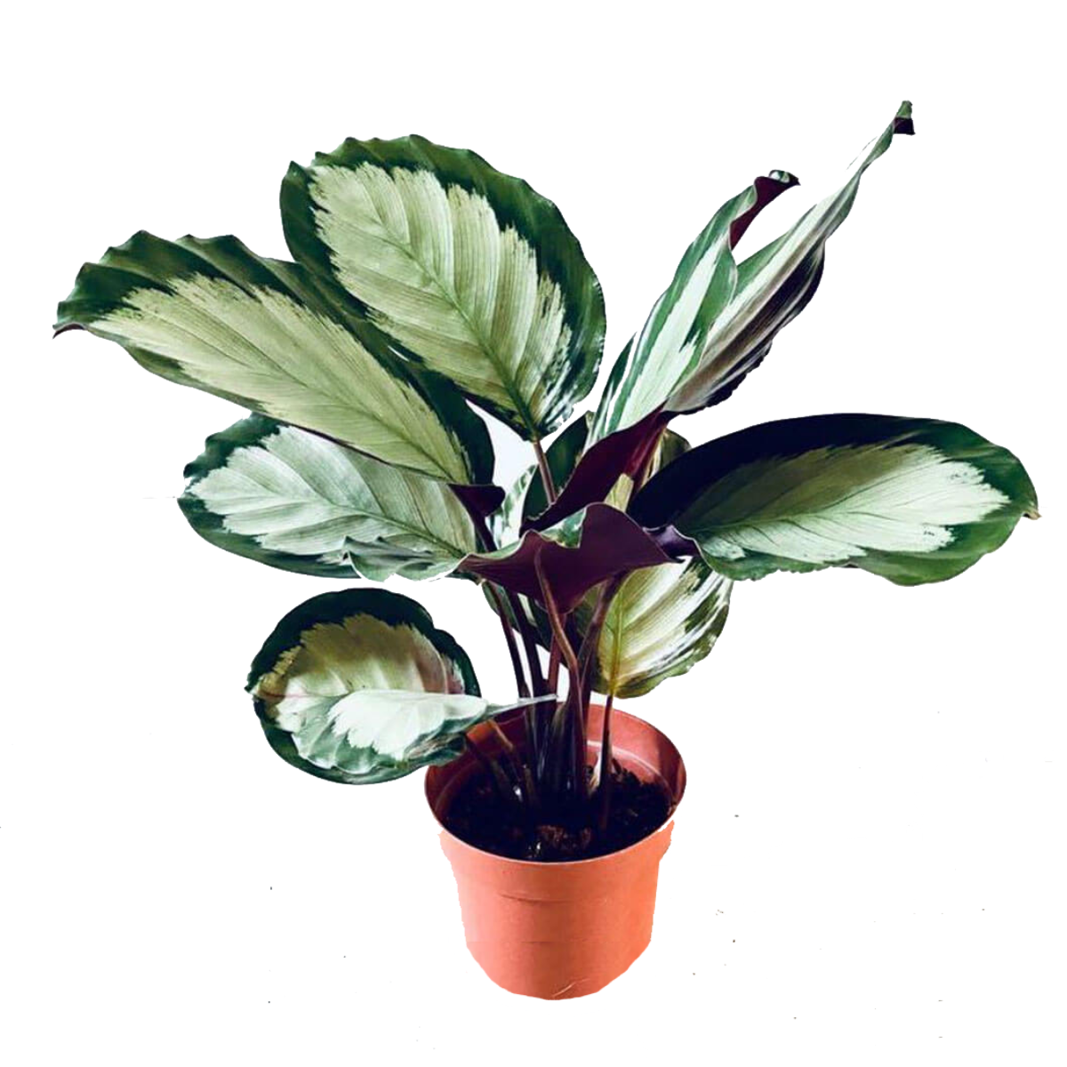 Calathea Corona