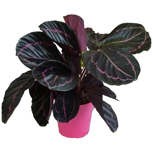 Calathea 'Dottie'