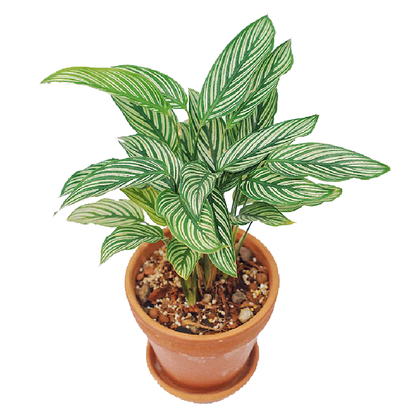 Calathea Elliptica 'Vittata'