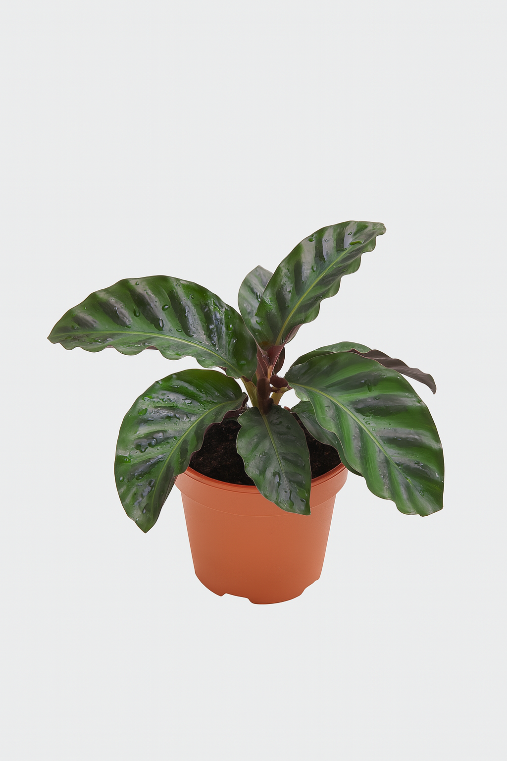 Calathea 'Eternal Flame'