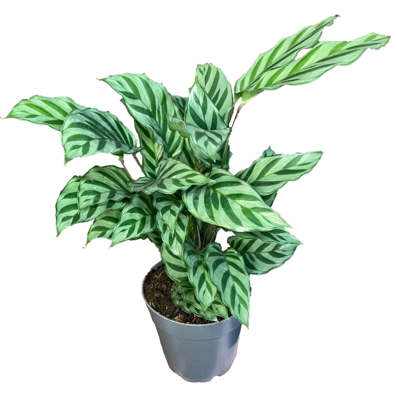 Calathea Freddie