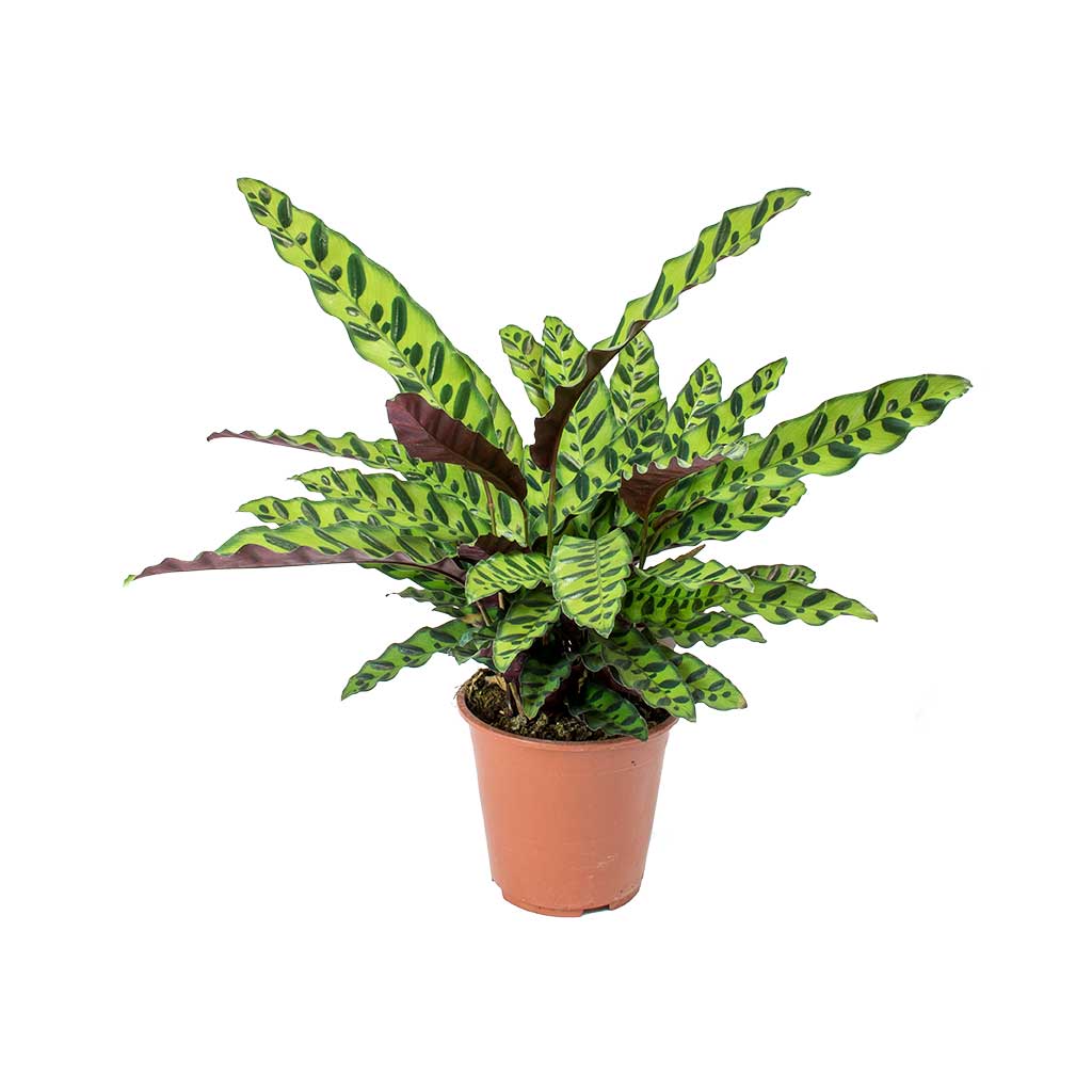 Calathea Lancifolia