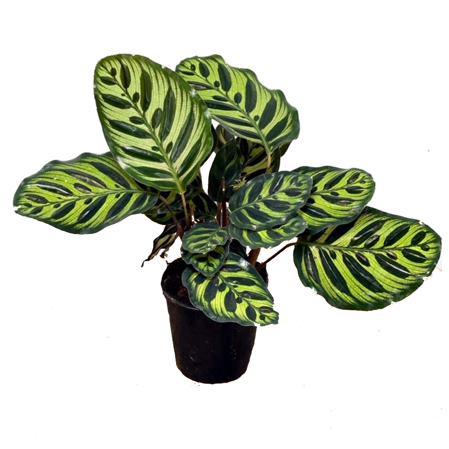 Calathea Makoyana