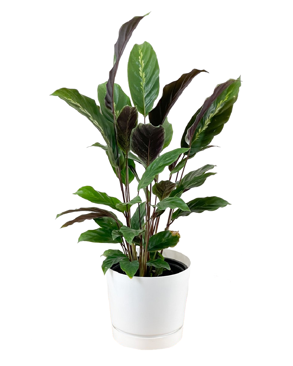 Calathea 'Maui Queen'