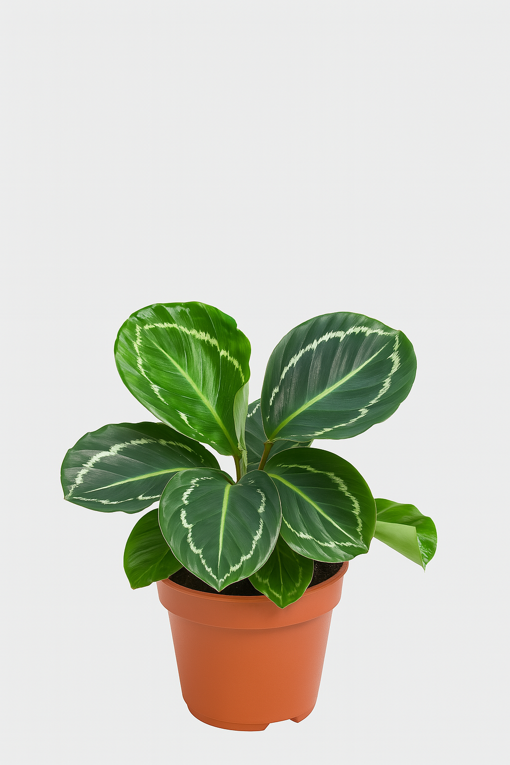 Calathea 'Medallion'