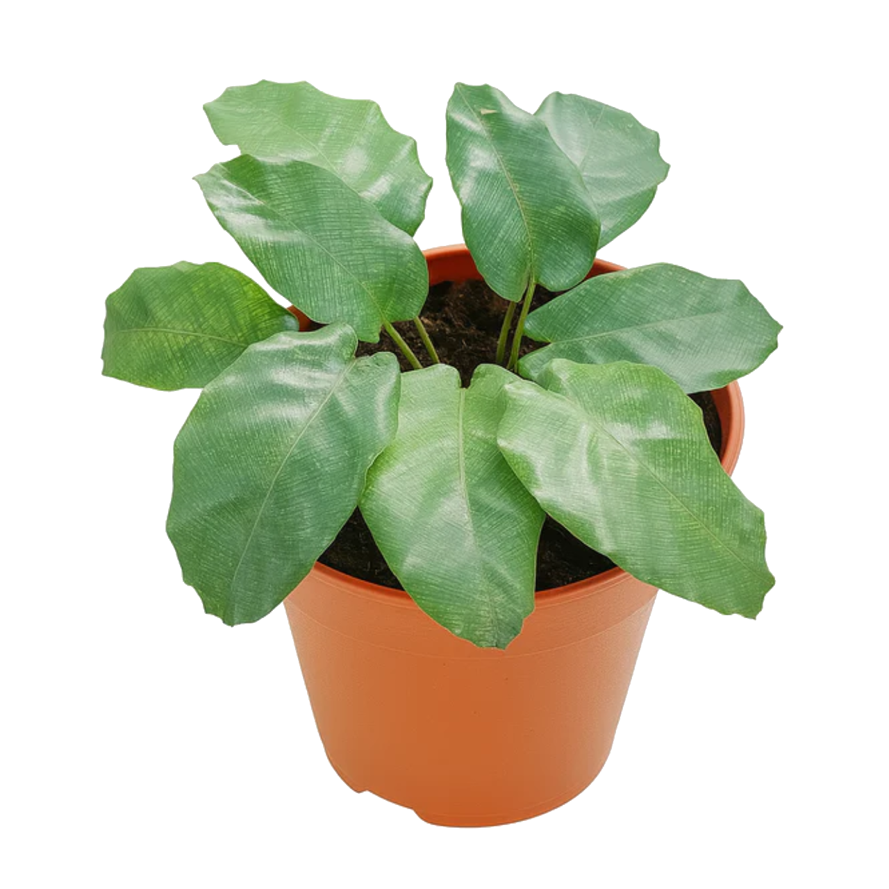 Calathea Musaica