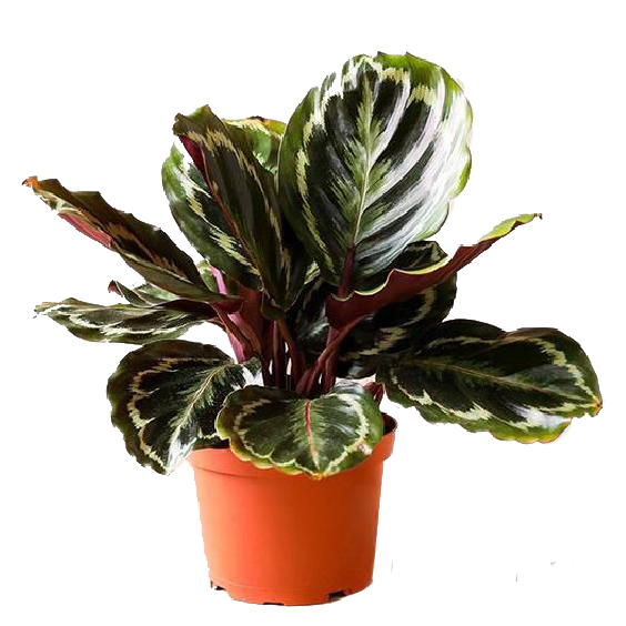 Calathea 'Mystery Rose'