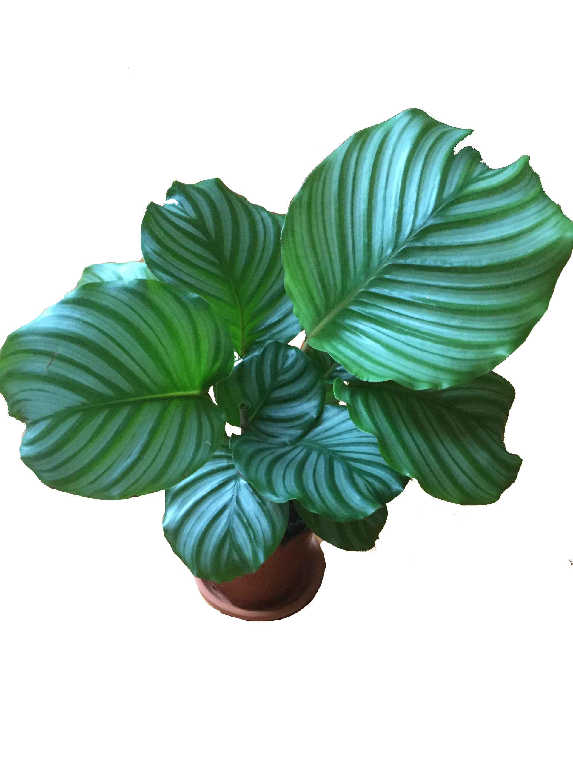 Calathea Orbifolia
