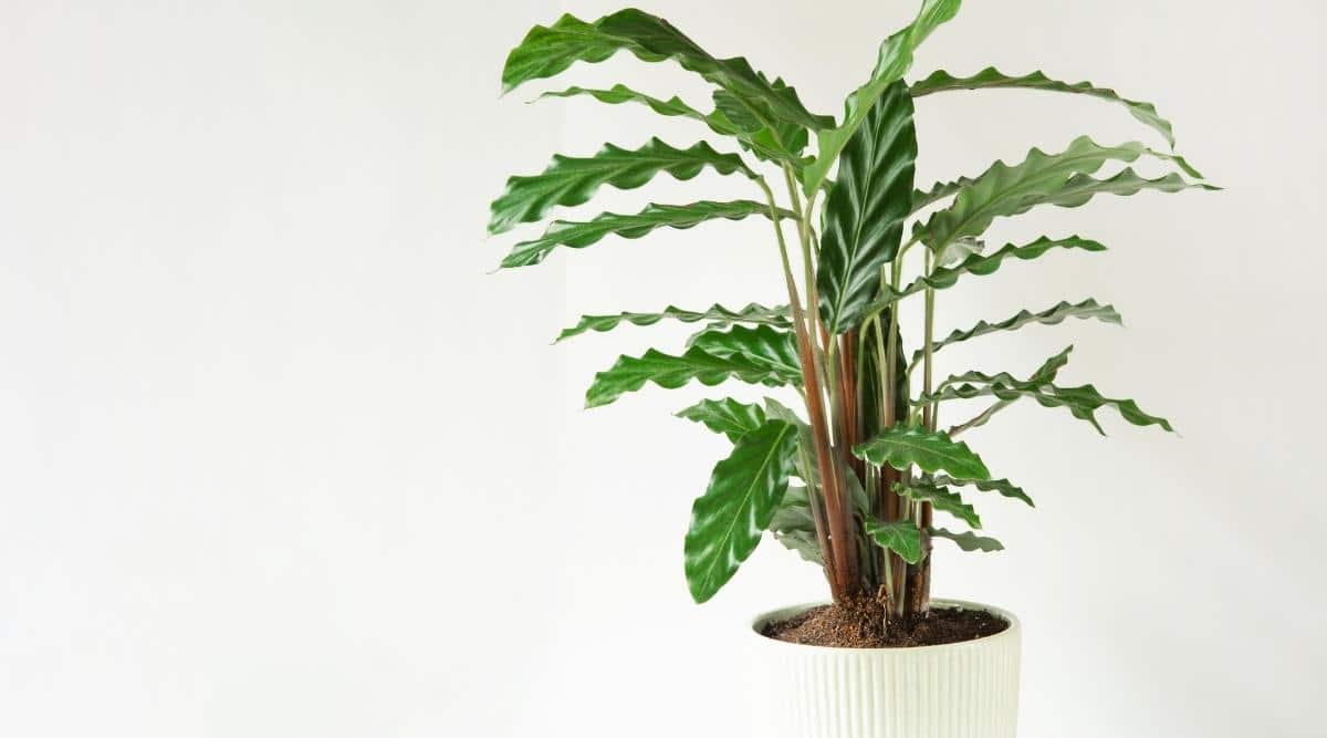 Calathea Rufibarba 'Velvet'