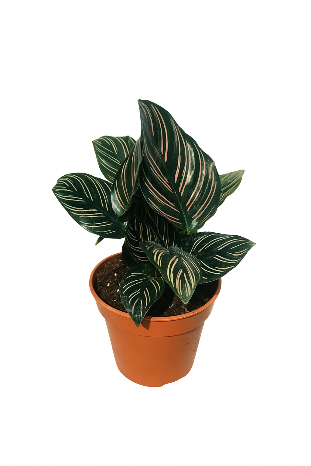Calathea 'Shine Star'