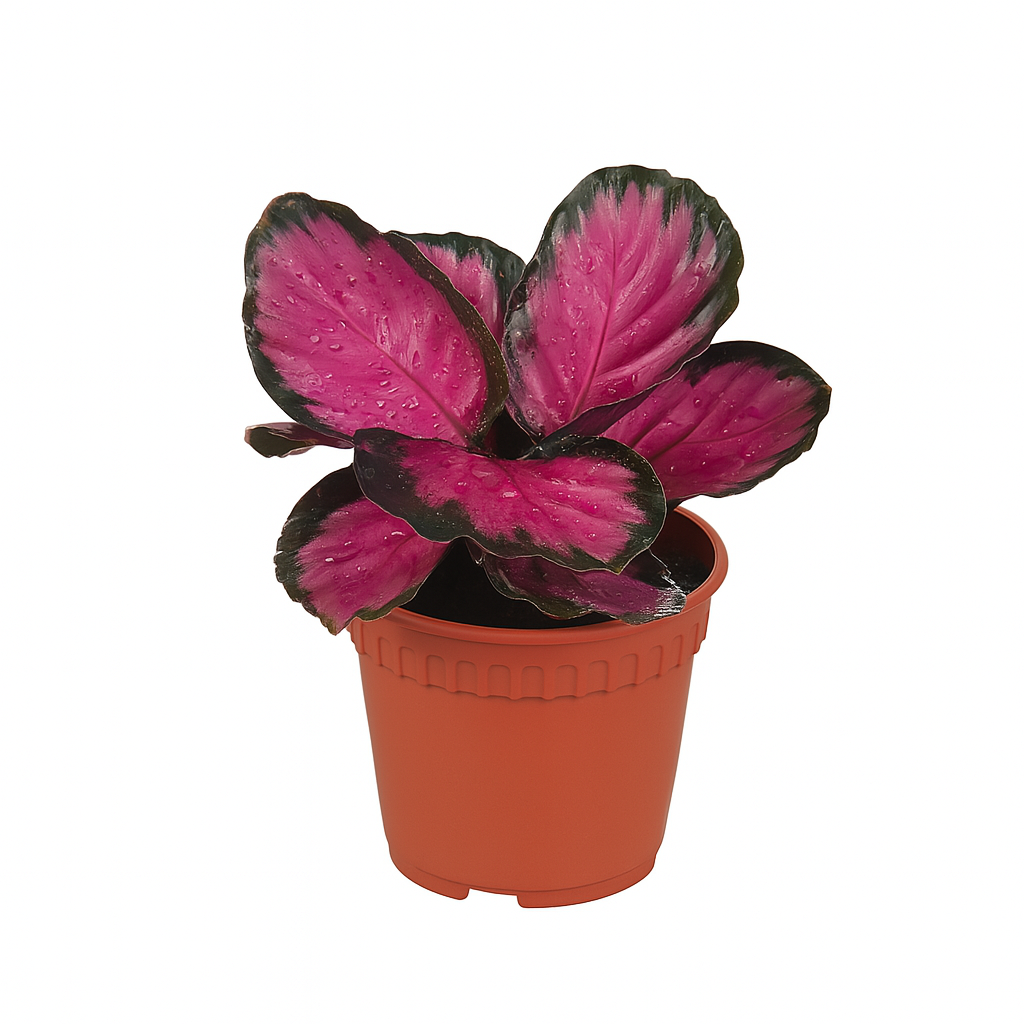 Calathea 'Super Red'