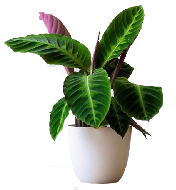 Calathea Warscewiczii