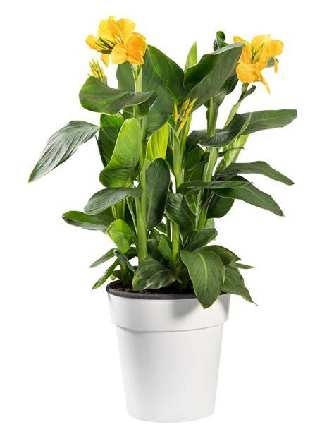 Canna Lily Live Plant