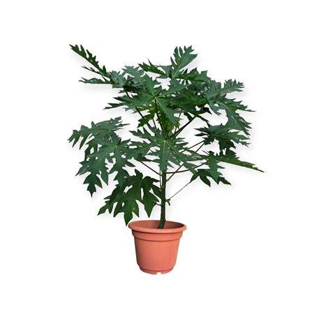 Carica Papaya Plant