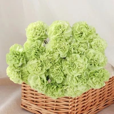 Carnation Green