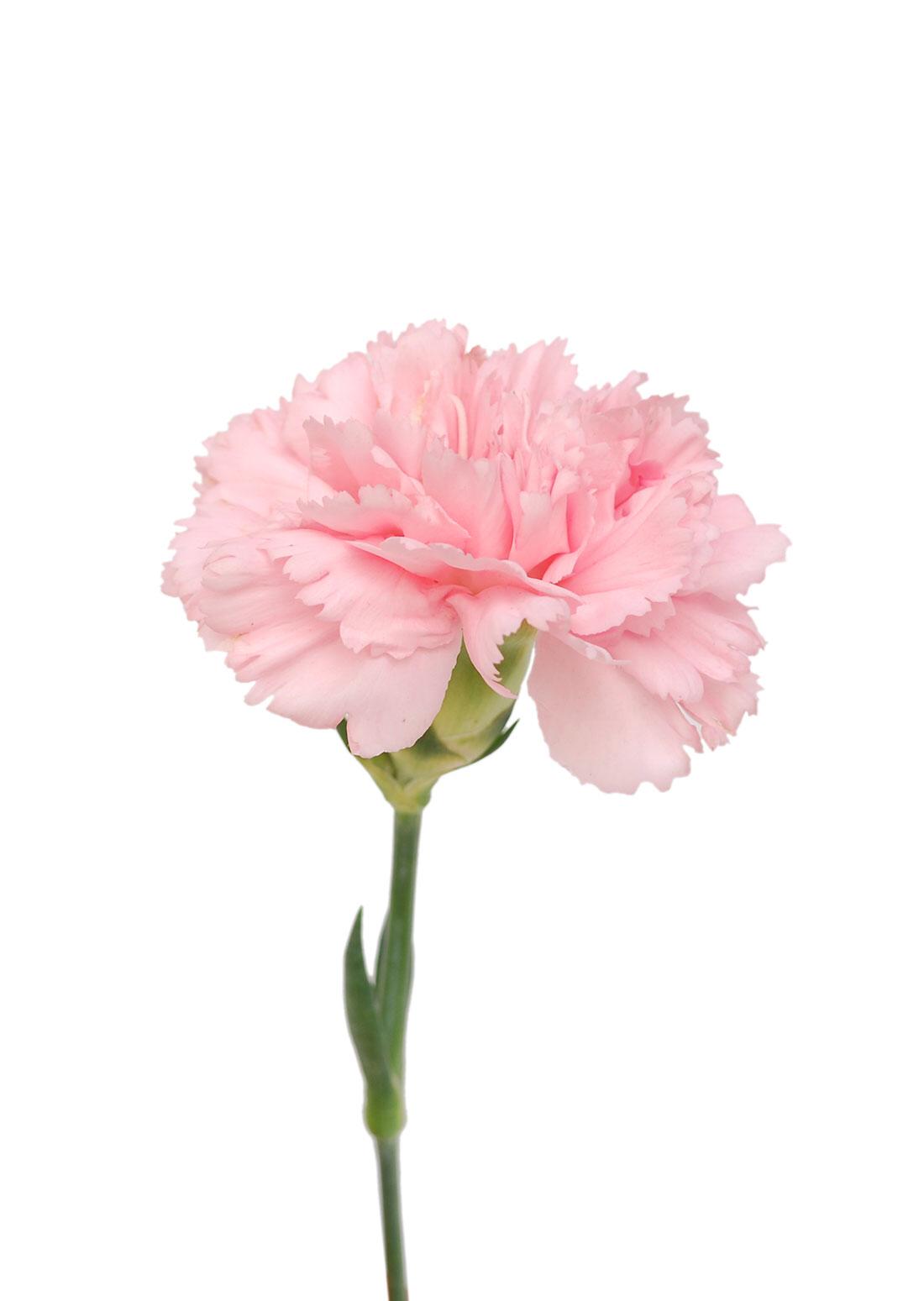 Carnation Light Pink