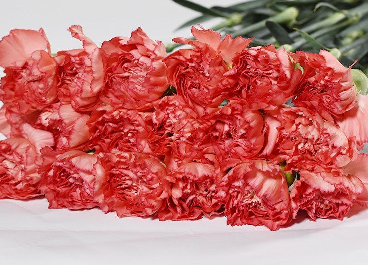 Carnation Orange