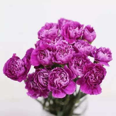 Carnation Purple