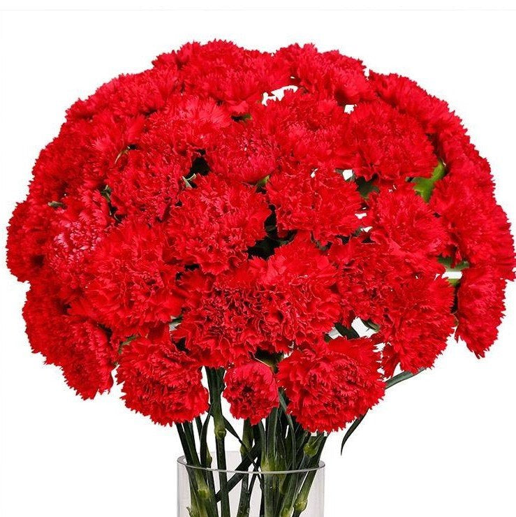 Carnation Red