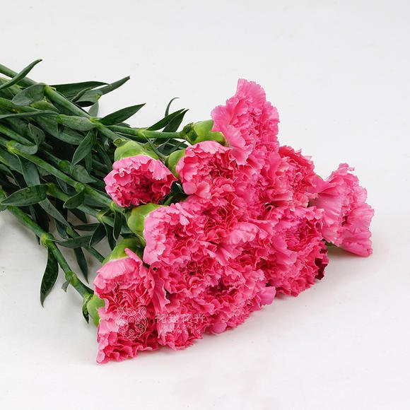Carnation Shocking Pink