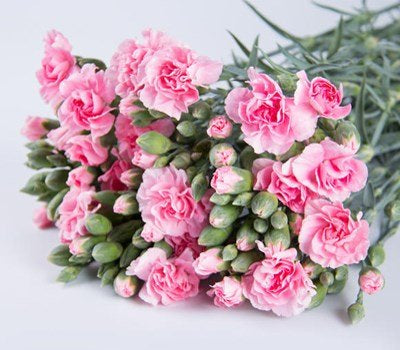 Carnation Spray Pink