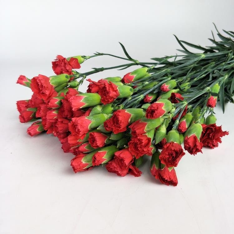 Carnation Spray Red