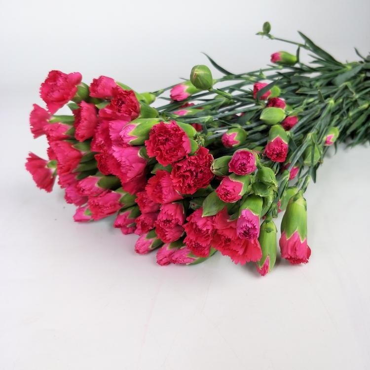 Carnation Spray Shock Pink