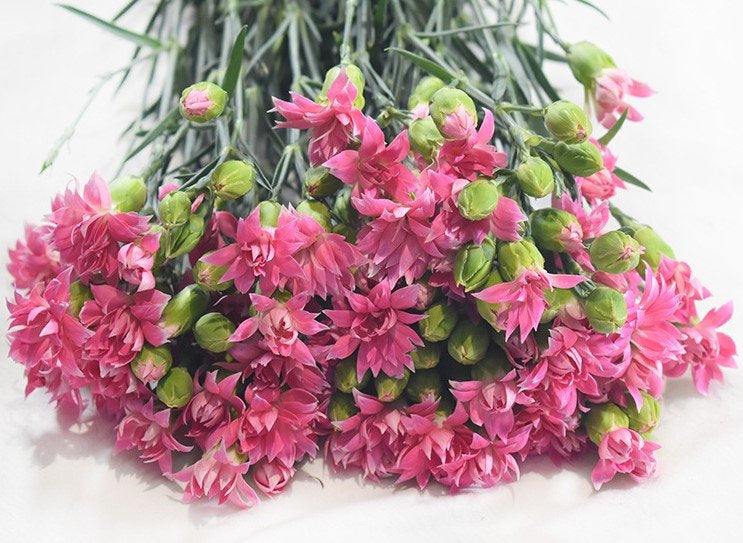 Carnation Spray Two Tone Pink