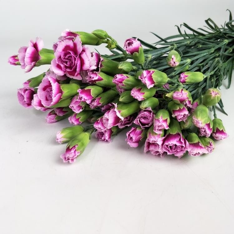 Carnation Spray Two Tone Purple