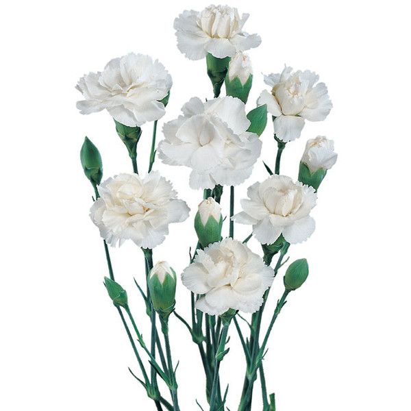 Carnation Spray