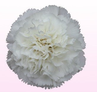 Carnation White