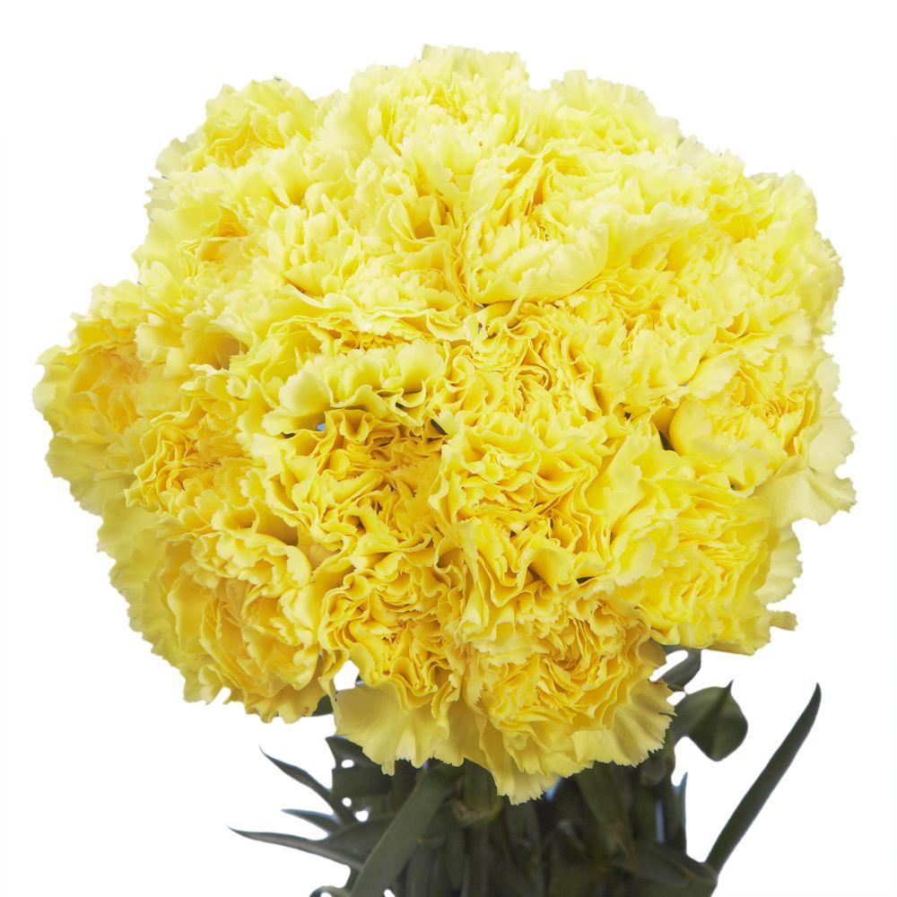Carnation Yellow