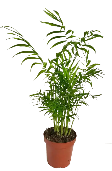 Chamaedorea Bamboo Plant