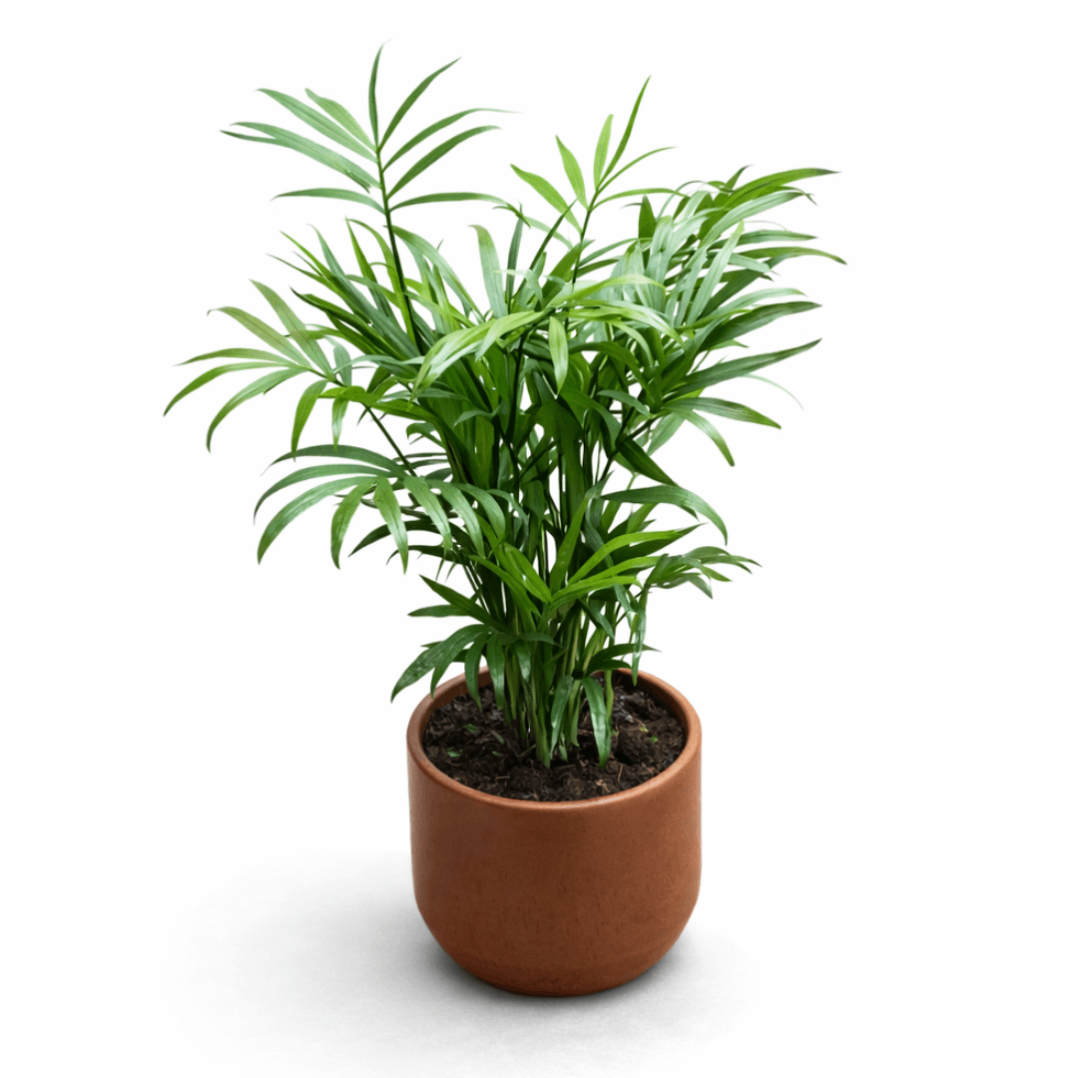 CNY Chamardorea elegans | House Plant