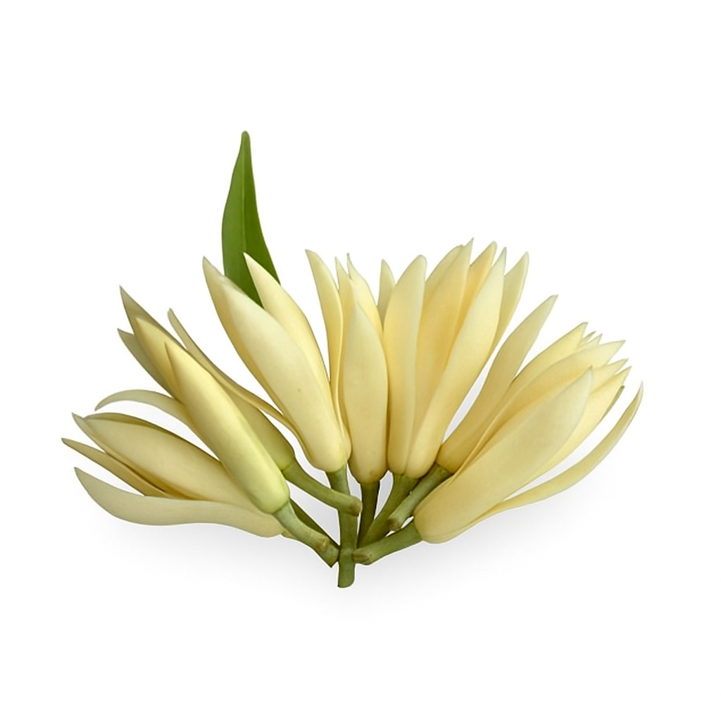 Champaca Ivory (White)