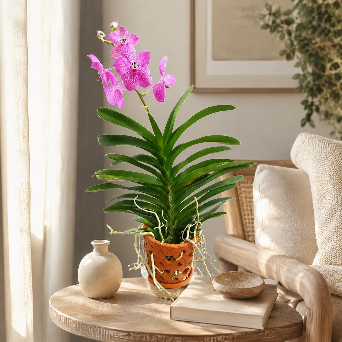 Vanda Orchid Potted | Home Plant