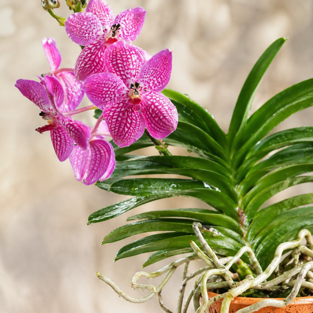 Vanda Orchid Potted | Home Plant