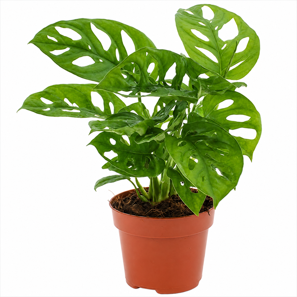 Monstera Obliqua | Indoor Plant