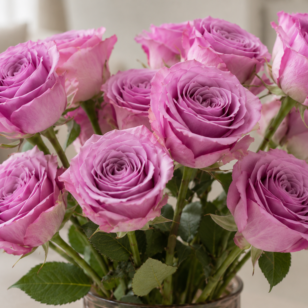 Dark Purple Rose